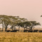 Serengeti NP